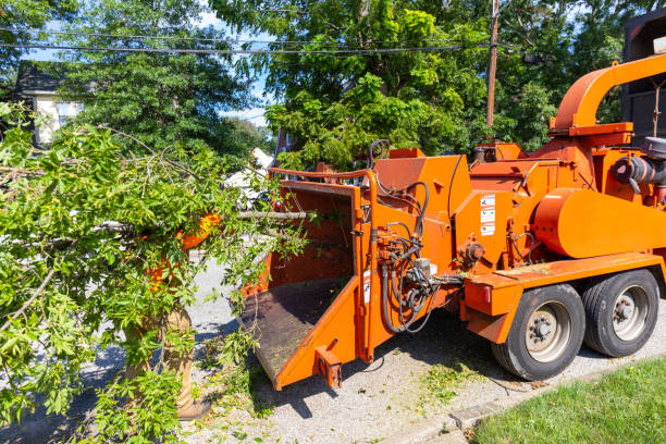 Large Tree Removal in Billington Heights, NY